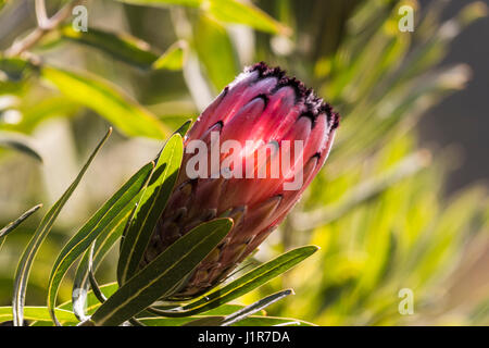(Photo:PROTEA Protea King), Western Cape, Afrique du Sud Banque D'Images