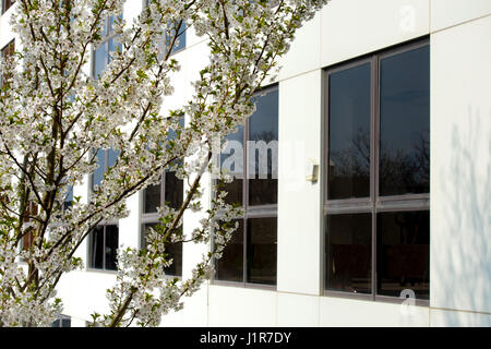 Fleur de cerisier en face d'un immeuble de bureaux à Milton Keynes, Buckinghamshire, Angleterre Banque D'Images