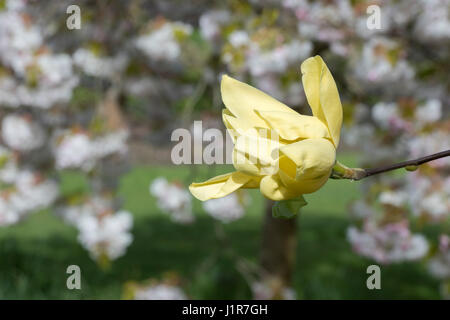 Magnolia acuminata 'Honey Liz' fleur en avril. Magnolias floraison jaune Banque D'Images