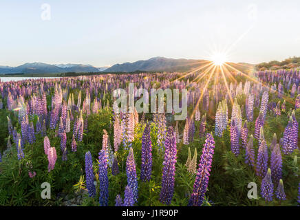 Sun shining through à grandes feuilles mauve lupins (Lupinus polyphyllus), sunstern, lever du soleil, le Lac Tekapo, région de Canterbury Banque D'Images