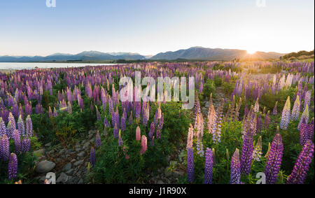 Sun shining through à grandes feuilles mauve lupins (Lupinus polyphyllus), le lever du soleil, le Lac Tekapo, région de Canterbury, Southland Banque D'Images