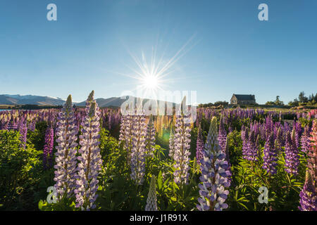 Sun shining through à grandes feuilles mauve lupins (Lupinus polyphyllus), sunstern, église du Bon Pasteur, Lake Tekapo Banque D'Images