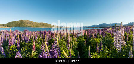 À Grandes feuilles mauve lupins (Lupinus polyphyllus), Lake Tekapo, région de Canterbury, Southland, Nouvelle-Zélande Banque D'Images