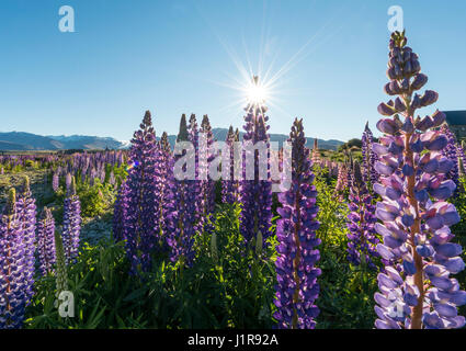 Sun shining through à grandes feuilles mauve lupins (Lupinus polyphyllus), sunstern, Lake Tekapo, région de Canterbury, Southland Banque D'Images