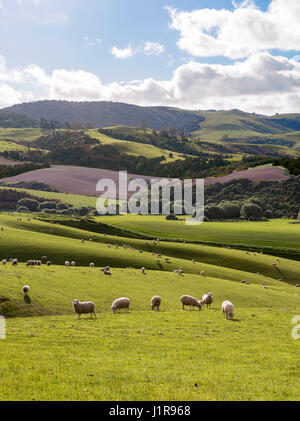 Troupeau de moutons, qui paissent dans un pré, colline paysage, région de l'Otago, Southland, Nouvelle-Zélande Banque D'Images
