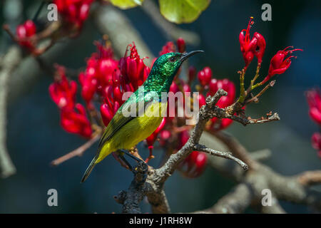 Souimanga à collier en Kruger National Park, Afrique du Sud ; Espèce Hedydipna collaris famille des Cuculidae de Banque D'Images