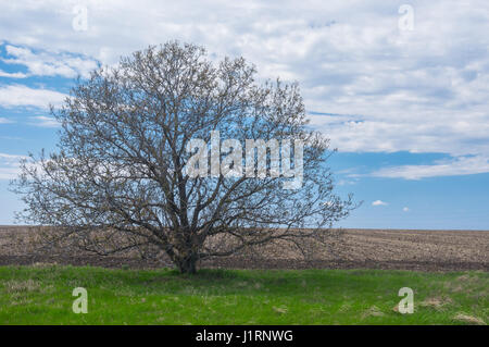 Sauvage solitaire de branches noyer contre blue cloudy sky au début du printemps en Ukraine Banque D'Images