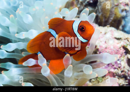 Spinecheek (Premnas biaculeatus poisson clown), petit homme, avec Bubbeltip blanchie (anémone Entacmaea quadricolor). Manado, nord de Sulawesi, en Indonésie. Banque D'Images