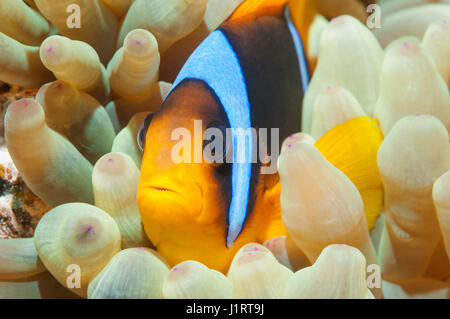 Mer Rouge poisson clown Amphiprion bicinctus [en] [de l'anémone Heteractis magnifica magnifique]. L'Egypte, Mer Rouge. Banque D'Images