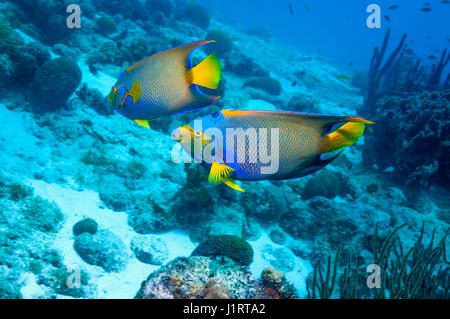 Lit Queen angelfish (Holocanthus ciliaris). Bonaire, Antilles néerlandaises, Amérique, Océan Atlantique. Banque D'Images