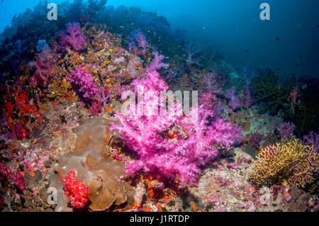 Les coraux mous [Dendronephthya sp.] sur le récif. La mer d'Andaman, en Thaïlande. Banque D'Images