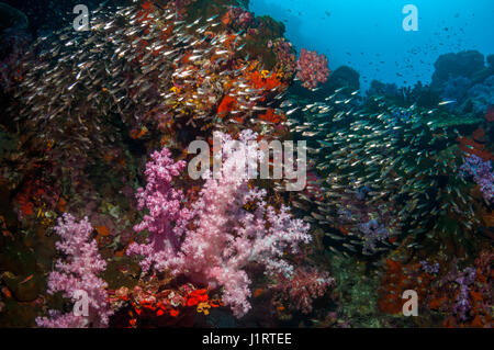 Les coraux mous [Dendronephthya sp.] sur le récif avec balayeuses pygmée [Parapriacanthus] ransonetti. La mer d'Andaman, en Thaïlande. Banque D'Images