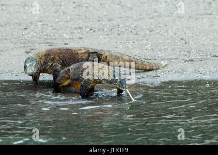 Dragon de Komodo (Varanus komodoensis) sur plage de Rinca. Le Parc National de Komodo, en Indonésie. Banque D'Images