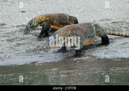 Dragon de Komodo (Varanus komodoensis) sur plage de Rinca. Le Parc National de Komodo, en Indonésie. Banque D'Images