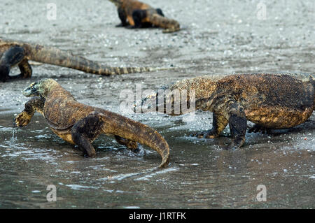 Dragon de Komodo (Varanus komodoensis) sur plage de Rinca. Le Parc National de Komodo, en Indonésie. Banque D'Images