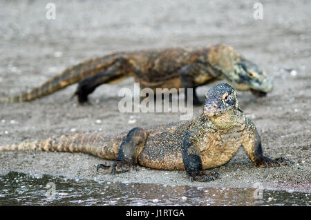 Dragon de Komodo (Varanus komodoensis) sur plage de Rinca. Le Parc National de Komodo, en Indonésie. Banque D'Images