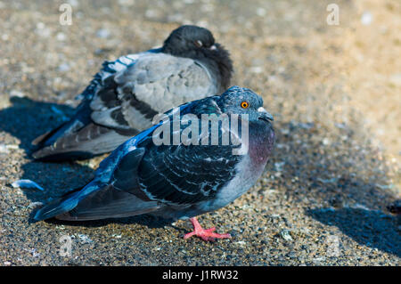 [Pigeon Columba livia] donestica Banque D'Images