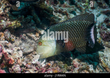 Rockmover ou Dragon [Novaculichthys taeniourus napoléon] levée de débris coralliens dans la recherche de proies. L'Indonésie. Banque D'Images