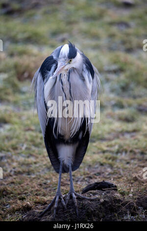 Héron cendré (Ardea cinerea) reposant dans le pré Banque D'Images