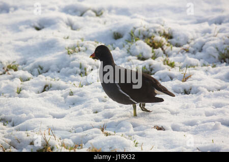 La Gallinule poule-d'eau (Gallinula chloropus) dans la neige Banque D'Images