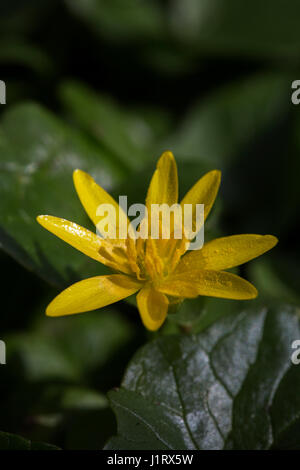 Lesser Celandine ( Ficaria verna ou Ranunculus ficaria), close-up Banque D'Images