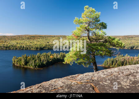 Lone Pine Tree growing on haut rocher falaise face à une vue panoramique sur le lac bleu. Le Parc Provincial Algonquin, au Canada. Banque D'Images