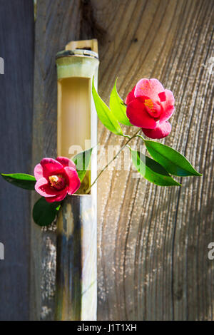 Un vase en bambou, ou kabin, au Temple Meigetsu-in à Kamakura, Japon Banque D'Images