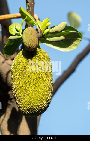 Jackfruits hanging on tree, lumière du jour Banque D'Images