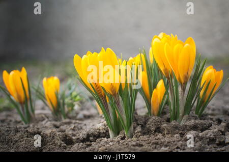 Fleurs crocus jaune soleil Gros plan au niveau du sol Banque D'Images