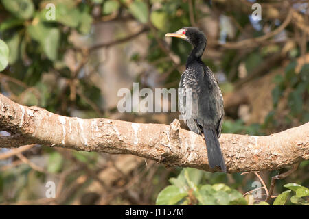 Cormoran africain qui est assis sur une épaisse branche d'un grand arbre sur les rives de la rivière du nil Banque D'Images