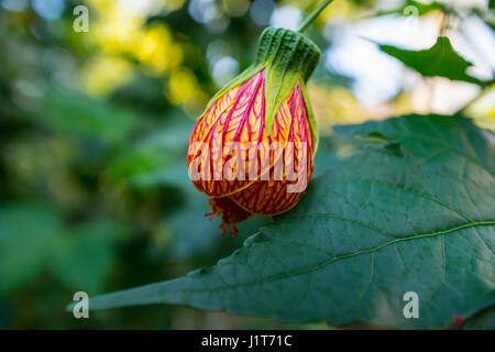 Abutilon Pictum Flower Banque D'Images