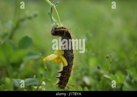 Caterpillar grimpant fleur jaune et smiling boy Banque D'Images