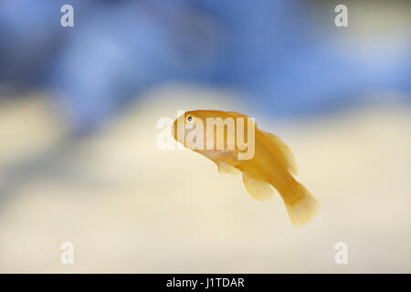 Yellow clown goby (au Japon) (Gobiodon okinawae) Banque D'Images