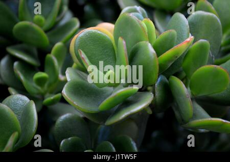 Close up of succulent green jade plant lucky Banque D'Images