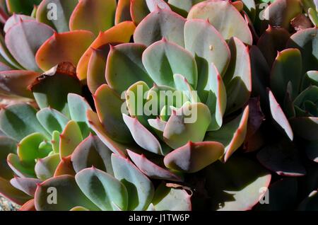 Populaire commune plante succulente Echeveria dans jardin de banlieue Banque D'Images