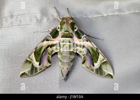 Vue dorsale d'un adulte Oleander Hawk Moth (Daphnis nerii) à Bangkok, Thaïlande Banque D'Images