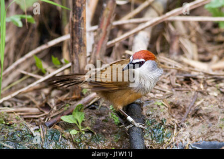 Un Chestnut-capped (Timalia pileata) perchés sur une petite branche près d'une petite piscine d'eau dans un lit de roseaux dans le Nord de la Thaïlande Banque D'Images