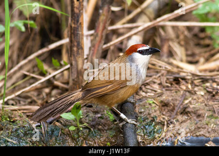 Un Chestnut-capped (Timalia pileata) perchés sur une petite branche près d'une petite piscine d'eau dans un lit de roseaux dans le Nord de la Thaïlande Banque D'Images