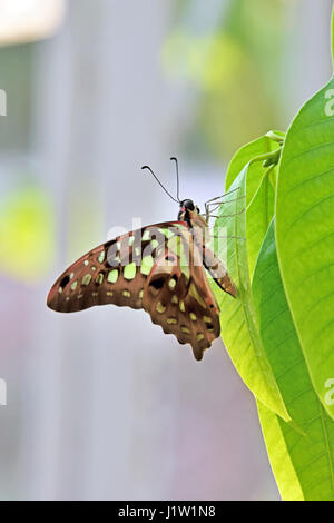 La belle queue Geai vert (papillons Graphium agamemnon) reposant sur une prune Mango Tree leaf (Bouea macrophylla) dans un jardin de Bangkok en Thaïlande Banque D'Images