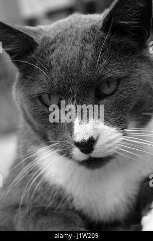 Superbe chat domestique gris et blanc en noir et blanc, Close up Banque D'Images