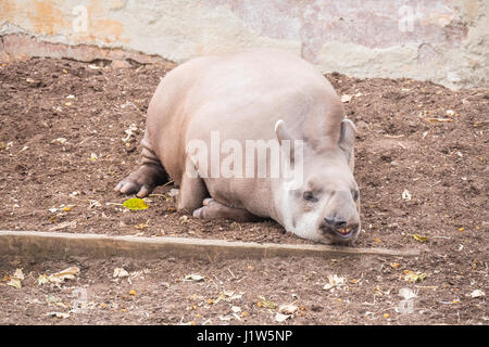 Brazillian tapir dormir allongé sur le sol, Tapirus terrestris Banque D'Images