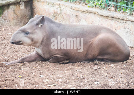 Brazillian tapir se reposant sur le sol, Tapirus terrestris Banque D'Images