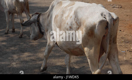 Vache indiennes sur route de village.en Inde, les bovins.Bos taurus Banque D'Images