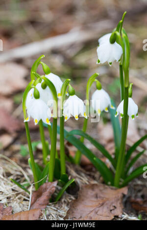 Campanellino di primavera. Fleurs Leucojum vernum. Le plateau de montagne de Cansiglio. Les Préalpes Vénitiennes. Alpes Italiennes. Europe. Banque D'Images