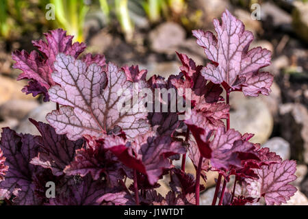 Hardy Plant beauté veines violettes vivaces feuilles de printemps Heucheras Corail Bells Heuchera feuillage décoratif veiné Heuchera 'Melting Fire' sombre Banque D'Images