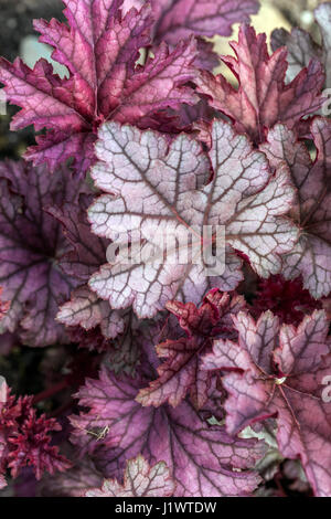 Feuille veinée Heuchera 'Melting Fire' feuille Heuchera feuille pourpre foncé feuilles Heucheras cloches de corail Heuchera feuillage décoratif Hardy plante beauté veines de feuille Banque D'Images