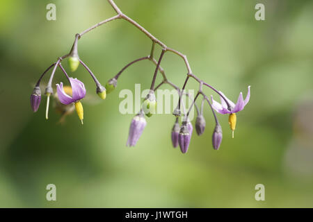 Solanum dulcamara Banque D'Images