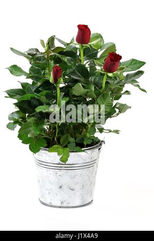 Rose rouge en pot isolé sur fond blanc Banque D'Images