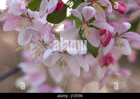 Fleurs de pommier avec lumière filtrée Banque D'Images