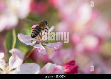 Fleurs de pommier de pollinisation des abeilles Banque D'Images